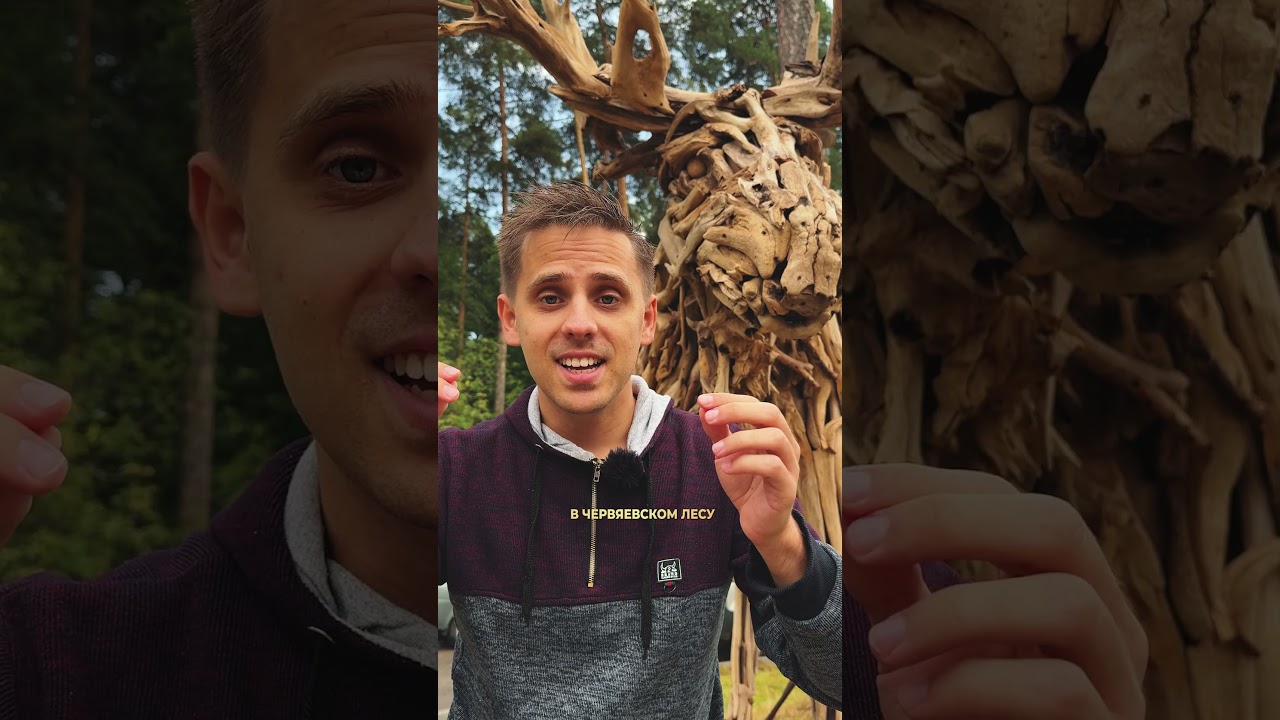 Дикие лоси в Черняевском лесу 