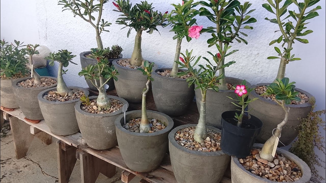 Muitas chuvas as Rosas do Deserto com poucas flores 🌹🌸🌼🌺🌷💮🏜️#rosadodeserto 