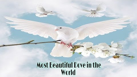 Top 10 Most Beautiful Dove in the World 