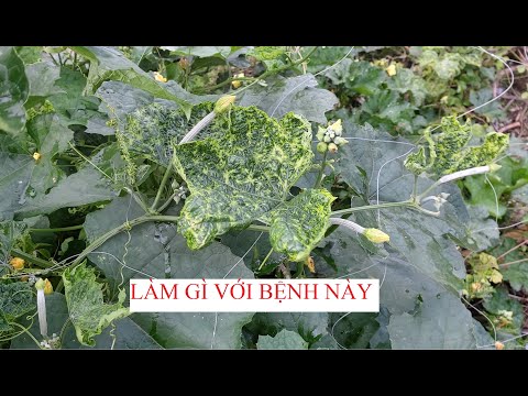 Video: Virus khảm ở ớt - Mẹo Xử lý cây hồ tiêu bằng virus Mosaic