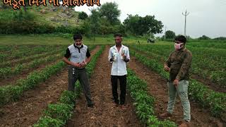 Excellent Results seen of Mitlar + Libra On Chilly Crop in Sankheda District,Chottaudaipur ,Gujarat