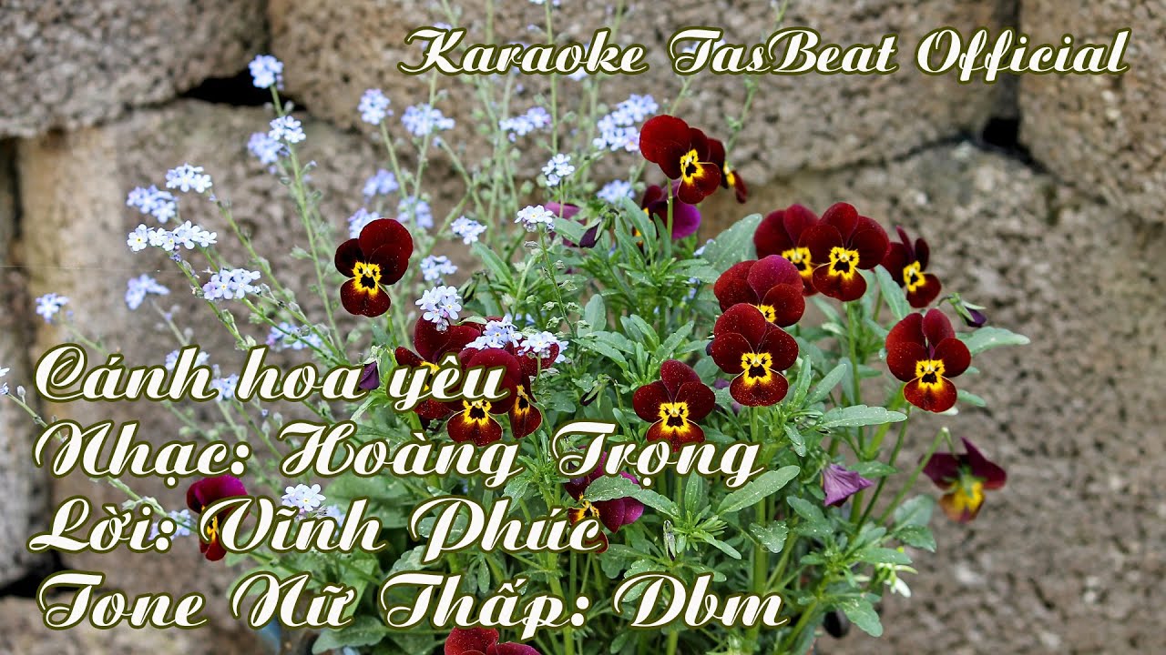 Karaoke Cánh Hoa Yêu - Tone Nữ Thấp | TAS BEAT