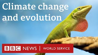 Can animals evolve to deal with climate change?  The Climate Question, BBC World Service