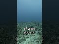 Secrets of the Great Blue Hole #shorts