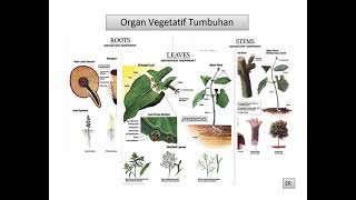 Kuliah Morfologi dan Perkembangan Tumbuhan| Plant Development