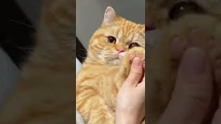 Funny Video cat & Funny dog Animal Ep.182#cat #dog #funnyanimal #pets