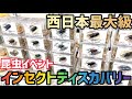 【昆虫イベント】INSECT DISCOVERY 2022に参戦したら楽しすぎた！！