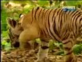 (HINDI)Monkey Attack Tiger//Tiger &amp; Monkey Funny Video //Funny Video Tiger &amp; Monkey Fitting