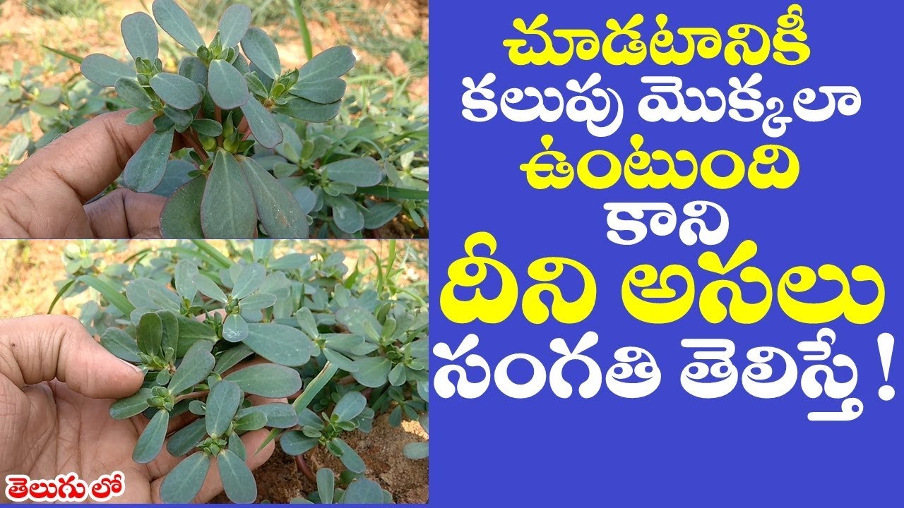 Purslane leaves in telugu