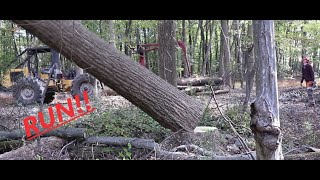 Tree Falling Compilation (TIMBER!!!)