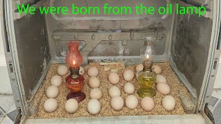 Make an incubator with oil lamps without electricity