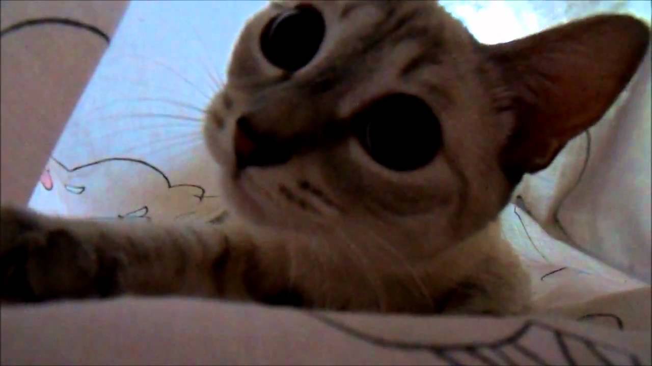 Sisi YouTube