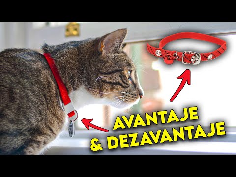 TOTUL DESPRE PERITONITA INFECTIOASA A PISICII (PIF) - YouTube
