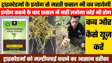 ट्राइकोडर्मा के बारे में पूरी जानकारी | Trichoderma Multiply Method | Use of Trichoderma