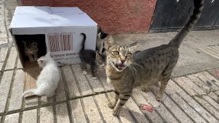 A cute tabby cat asking for food for her kittens.