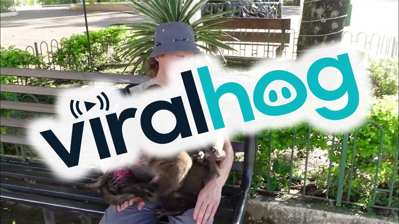 Man with Onion Attracts Monkeys ViralHog YouTube