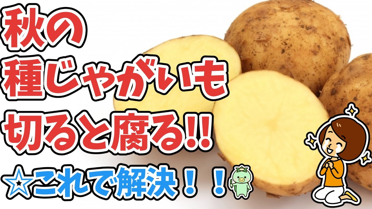 ☆切ると腐る！秋の種じゃがいも この方法で解決できます！！あきらめていた方必見【失敗しない】【おばあちゃんの知恵袋】【馬鈴薯】 - YouTube