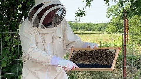 WE WERE SO IMPRESSED! 1st Honey Bee Hive Inspection | 2 Weeks after Nuc Install