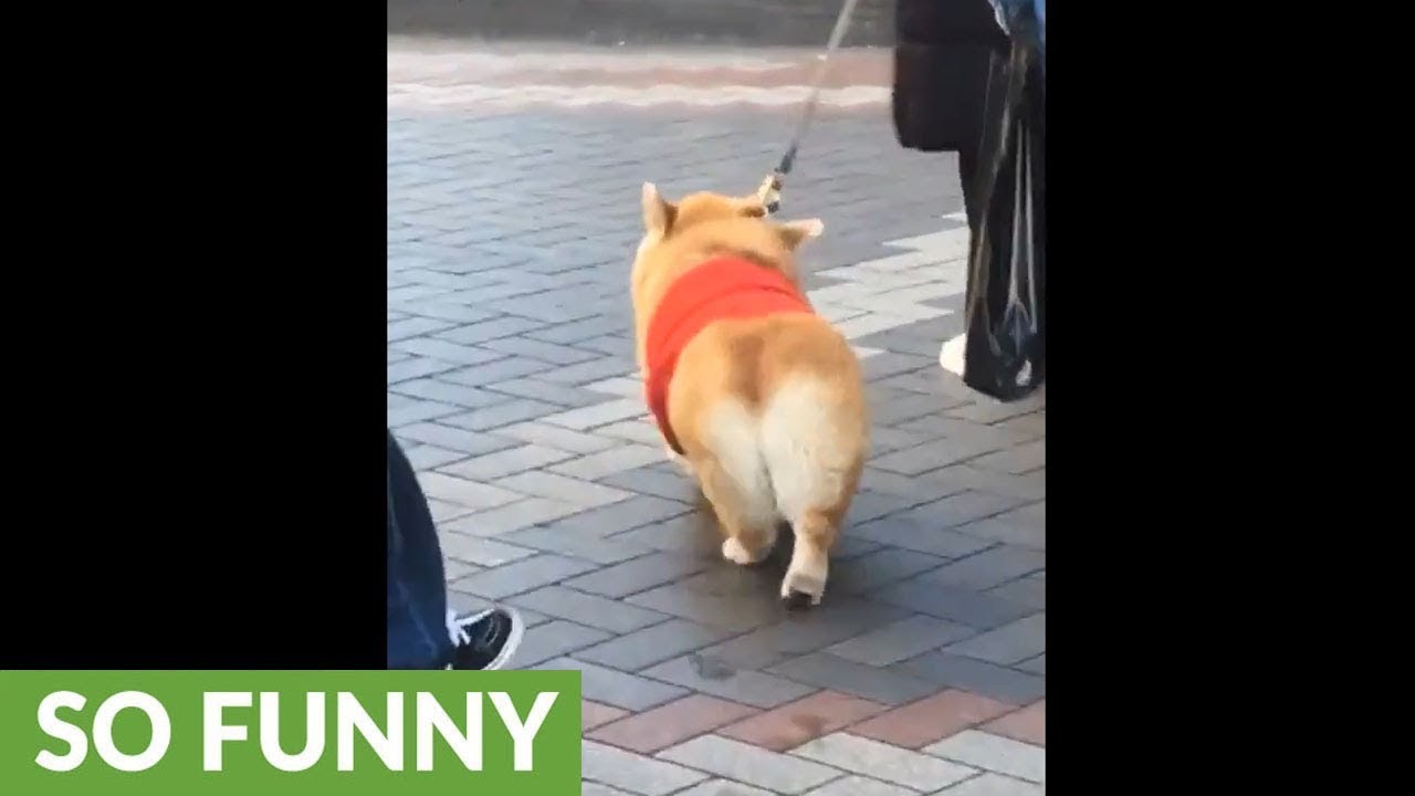 Corgi knows how to shake that booty