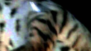 spaz cat 2