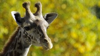 マサイキリンの檻取り作業~ナナスケ日本平動物園へ