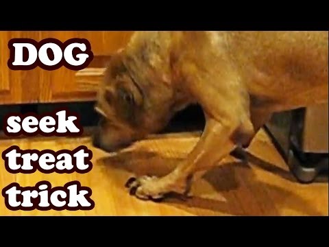 how-to-train-your-dog-seek-trick-training---seeking-looking-for-cookie-cookies-dogs-treats-fun-video
