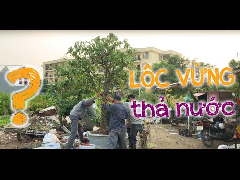 Video 138. Trồng cây lộc vừng thả nước - Cây cảnh Chợ Hàng - youtube