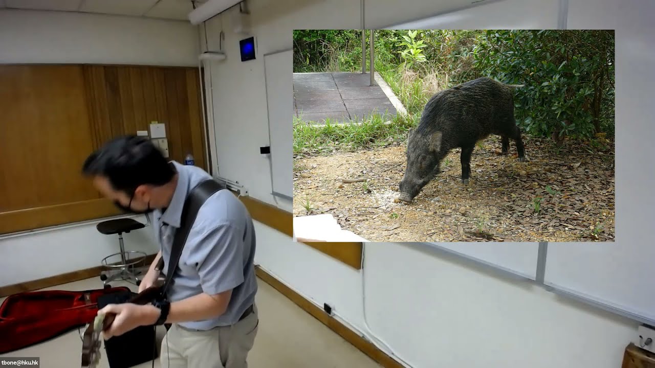 Hungry Urban Piggies by Ptim and the Ptarmigans