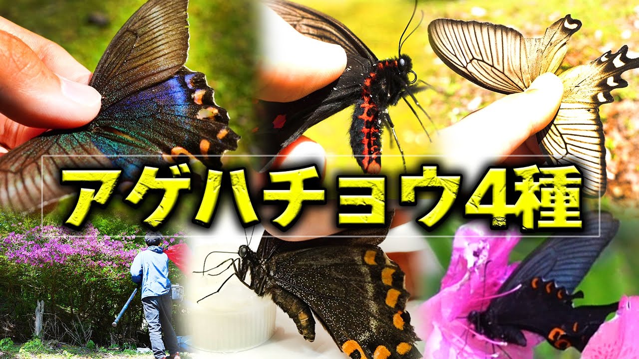 アゲハチョウ4種類捕まえて卵捕りに挑戦【昆虫採集】 - YouTube 