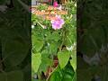 Home Garden flowers #4 O'clock Flower ##Beautiful flowers #ytshort