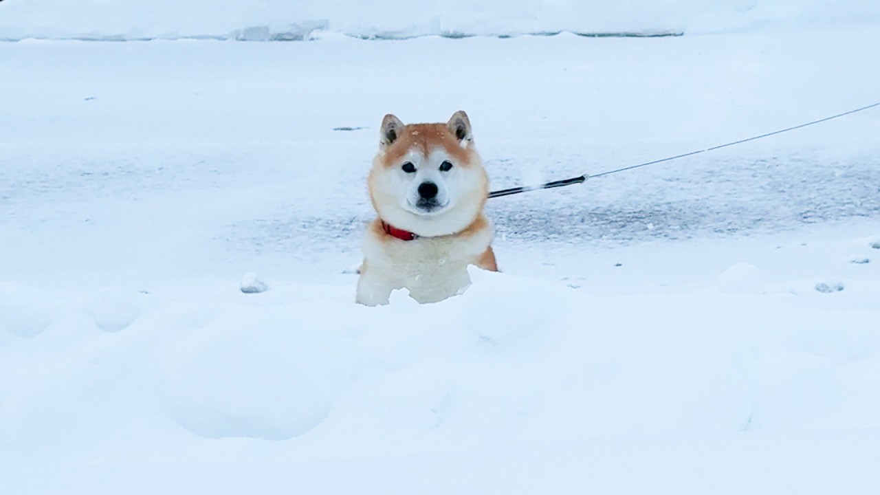 Shibe finds his mother at snowy airport during cold snap and lets out a cry of joy
