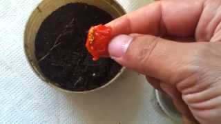 How to grow Goji berries from seeds(, 2015-04-05T20:42:57.000Z)