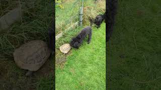 Schildkröte Wird Von Hundegruppe Als Normal Angesehen, Hunde Sind Soziale Tiere, Gewöhnung