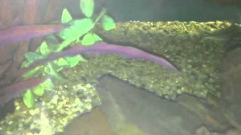 Paul Talbot talking about Pictus catfish