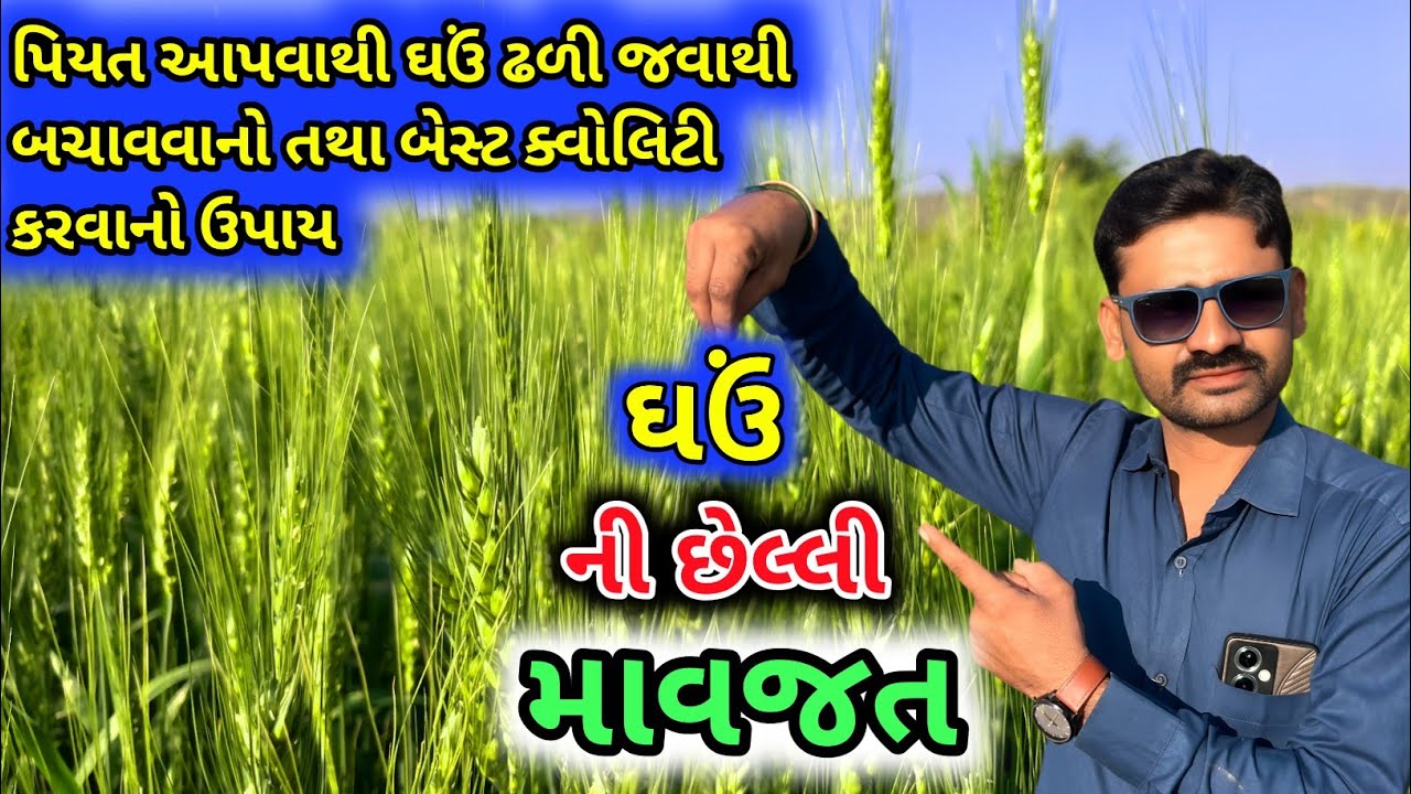 ઘઉં ની છેલ્લી માવજત | ghau ni kheti karvani rit  | kheti na video (