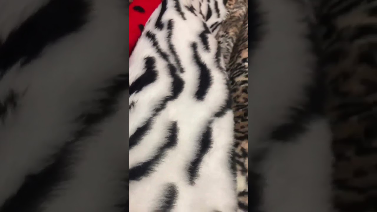 Tessuti Pelliccietta Fantasia: Crea Magia con Tessuti Morbidi e Pelosi