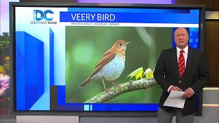 Can birds predict the unpredictable?