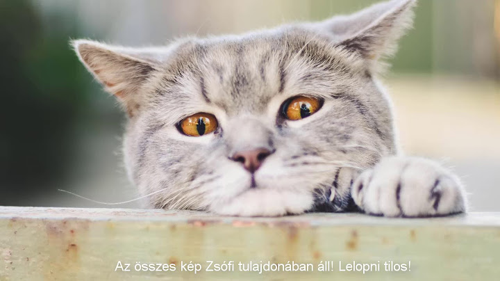 Miért ez a kedvenc fotós témám? Pár macskás képem! Lelopni TILOS!