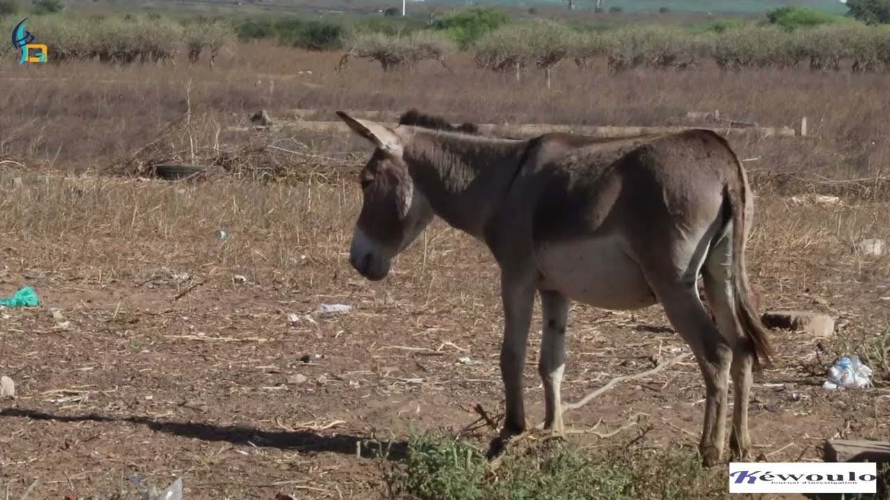 Soune Wolof : À la découverte du village Peul détruit par les Séréres