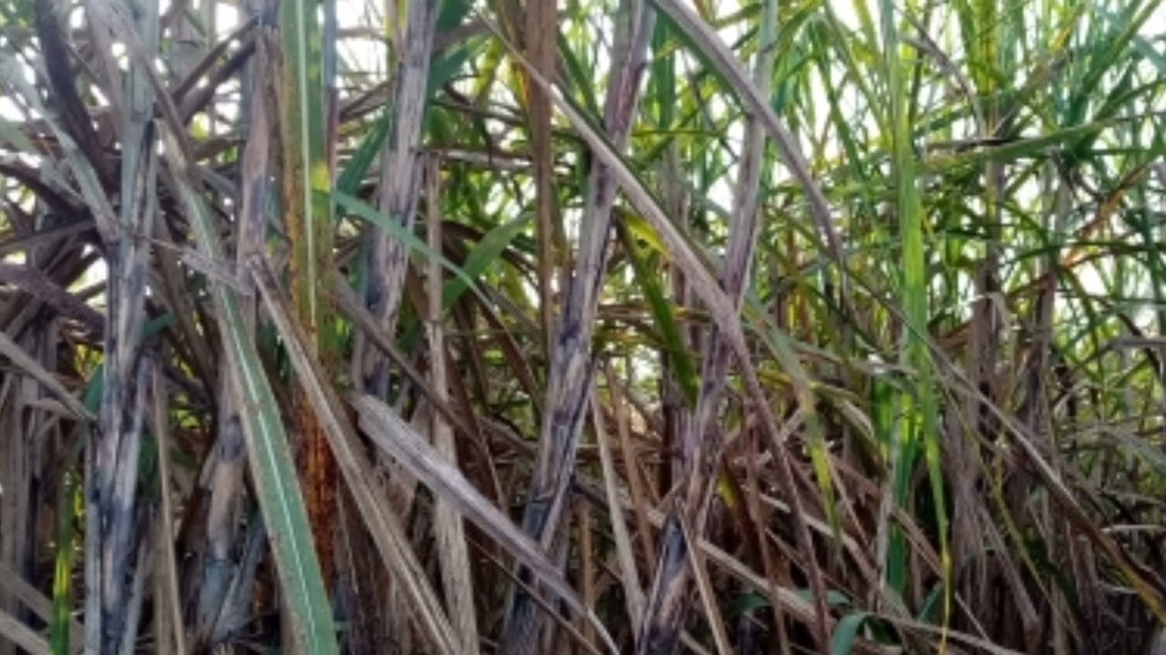 อ้อย6สายพันธุ์น่าปลูก อ้อยพันธุ์ใหม่สายพันธุ์ไทย ติดต่อหามาปลูกได้ที่ใหน