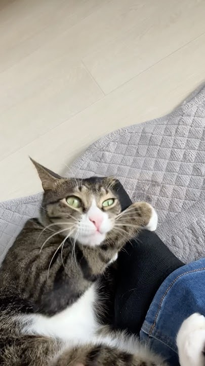 누나 발이 너무 좋다냥 #cat #고양이야옹 #kitten #냥이 #catlover #야옹 #고양이 #cute #catlife ...