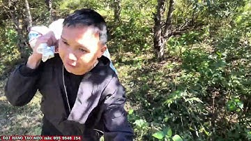 Lên Bản Mông Tìm Lợn Bản & Thu Mua Táo Mèo Cuối Vụ Cho Bà Con Vùng Cao | Ho Ban Tây Bắc Farm