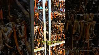 WOW THERE ARE THOUSANDS OF LEEECHES #shorts #short #youtube #trending