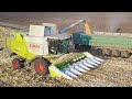 Уборка кукурузы - комбайн Claas Lexion 670 и Claas Lexion 580
