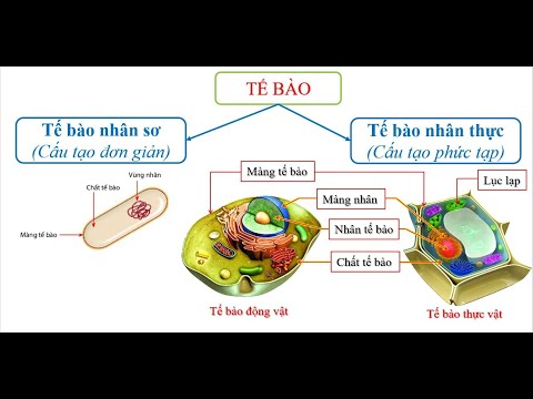 KHTN 6 - Bài 17: Tế bào - Đơn vị cơ sở của sự sống (Tiết 3-4)