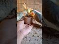 cockatiel bird 🐦😍 #shorts #cockatiel #yellowcockatiel48