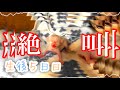【生後5日目】ちょっとずつふわふわかわいい子猫になってきました【未熟児子猫成長日記】【Kittens Grow Up Vlog】
