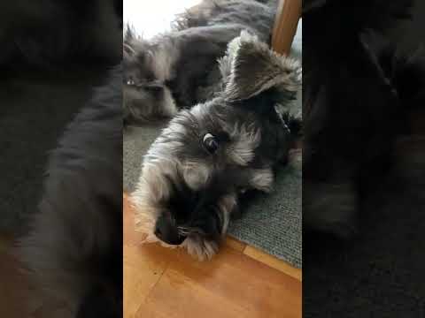 遊びすぎで疲れて眠い犬。ミニチュアシュナウザーひじき #shorts