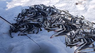  РЫБА ВМЕСТО ДНА!!! ЭКСПЕРИМЕНТЫ ПО ЛОВЛЕ МОРСКОЙ РЫБЫ!! ЗИМНЯЯ РЫБАЛКА!!