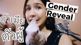 ค็อกคาเทล ตัวผู้หรือตัวเมีย [ENG SUB] Gender Reveal | Medina14